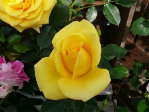 2007042011240u-300x225